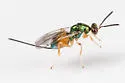 Torymus flavicoxa - photo 4