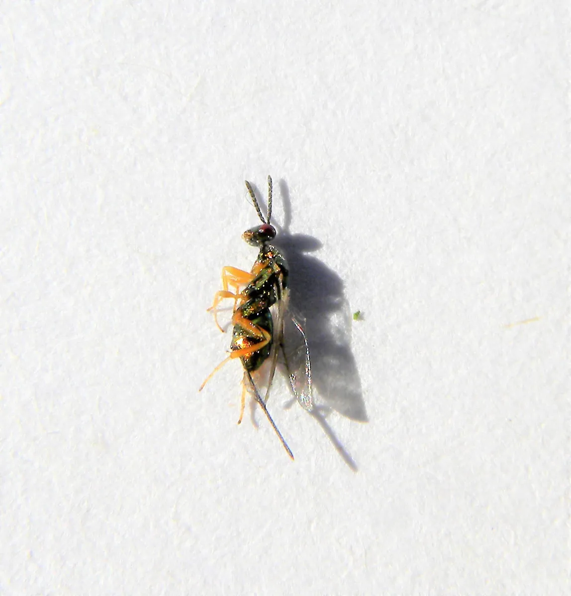 Torymus flavipes - photo 2