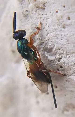 Torymus nobilis