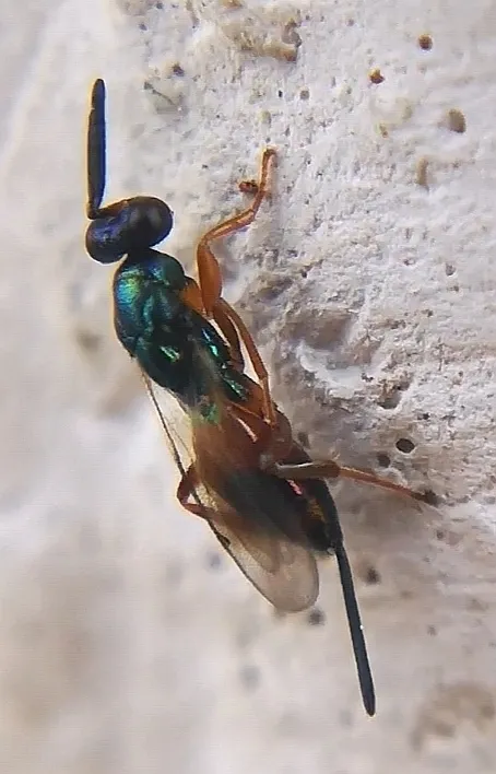 Torymus nobilis - photo 2