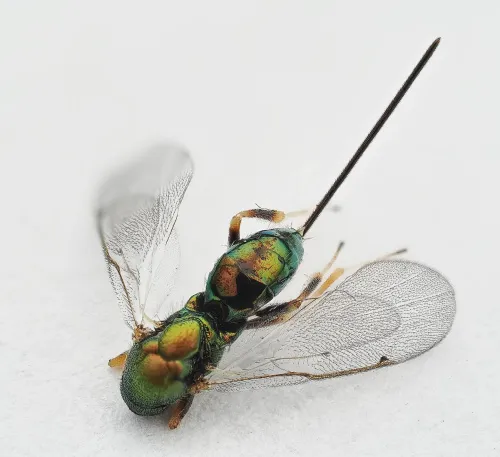 Torymus rubi - photo 2