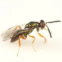 Torymus solitarius