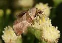 Tosale similalis - Hodges#5557