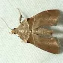 Tosale similalis - Hodges#5557 - photo 2