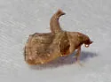 Tosale similalis - Hodges#5557 - photo 4
