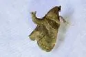 Tosale similalis - Hodges#5557 - photo 5