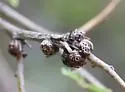 Toumeyella mirabilis - photo 4