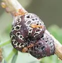 Toumeyella mirabilis - photo 5