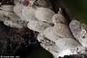 Pine Tortoise Scale - photo 4
