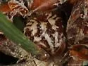 Striped Pine Scale - photo 4