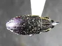 Tournotaris bimaculata
