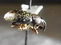 Tournotaris bimaculata - photo 2