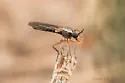 Townsendia albomacula