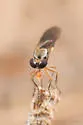Townsendia albomacula - photo 2