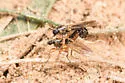 Townsendia albomacula - photo 3