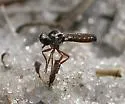 Townsendia arenicola