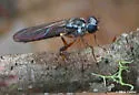 Townsendia nigra