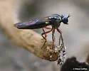 Townsendia nigra - photo 2