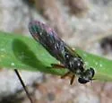 Townsendia nigra - photo 3
