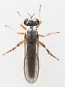 Townsendia nigra - photo 4