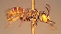 Townsendiella pulchra - photo 4