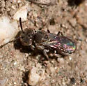 Townsendiella rufiventris