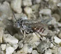 Townsendiella rufiventris - photo 3