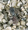 Townsendiella rufiventris - photo 4