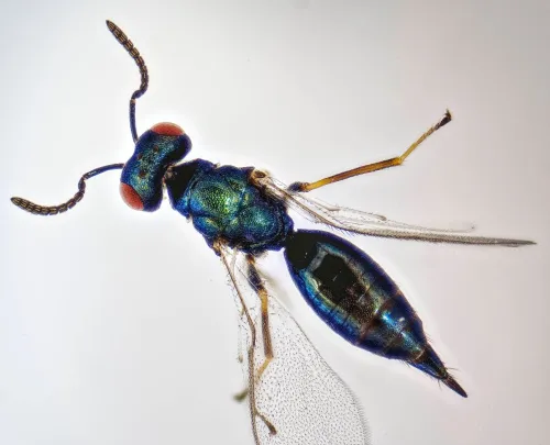 Toxeuma fuscicorne