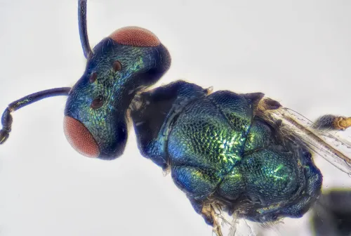 Toxeuma fuscicorne - photo 3
