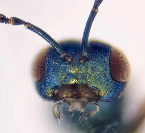 Toxeuma fuscicorne - photo 4