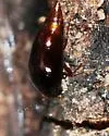 Toxidium gammaroides - photo 2