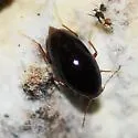Toxidium gammaroides - photo 3