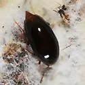 Toxidium gammaroides - photo 4
