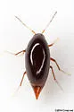 Toxidium gammaroides - photo 5