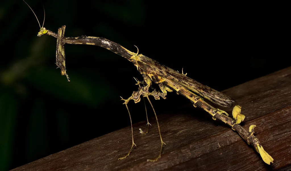 Toxoderidae - photo 2