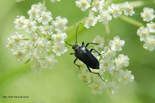 Toxoleptura pernigra