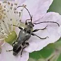 Toxoleptura vexatrix