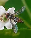 Toxomerus arcifer
