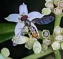Toxomerus arcifer - photo 2