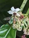 Toxomerus arcifer - photo 3