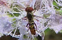 Toxomerus arcifer - photo 4