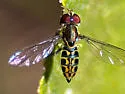 Toxomerus arcifer - photo 5