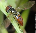 Toxomerus boscii