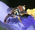 Toxomerus boscii - photo 3