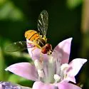 Toxomerus corbis