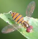 Toxomerus corbis - photo 2