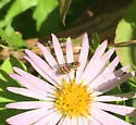 Toxomerus dispar