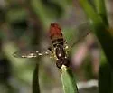 Toxomerus floralis