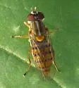 Toxomerus jussiaeae